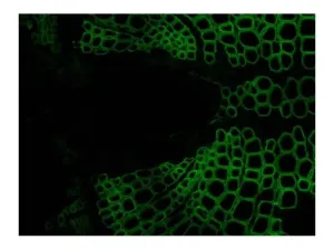 Leica DM6 B Upright LED Fluorescence Microscope with Motorized Stage for Advanced Research, 13 of 16