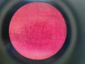 Motic AE21 Series Trinocular Inverted Microscope with Objectives, 23 of 28