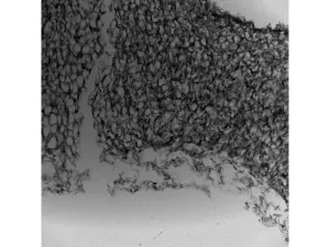 Thermo Scientific CellInsight CX7 LZR Pro High Content Confocal Analysis Platform, 10 of 24