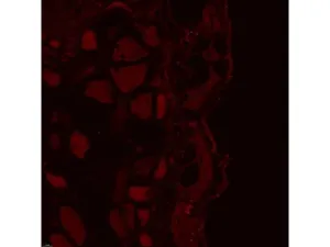 Leica DMi8 Stellaris 5 Confocal Laser Scanning Fluorescence Microscope System with Adaptive Focus Control Module, 13 of 44