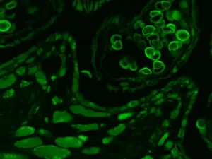 Thermo Scientific CellInsight CX7 LZR High-Content Confocal Analysis Platform with Orbitor RS2 Microplate Mover and Pred Pro, 4 of 24