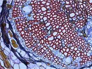 Thermo Fisher EVOS M3000 Phase Contrast and Fluorescence Microscope Imaging System, 7 of 21