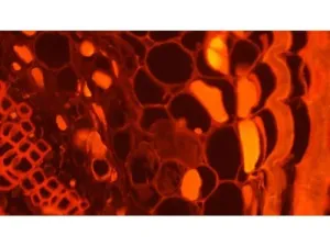 Olympus BX63 Upright Fluorescence Motorized Microscope BX63F with New Fluorescence Filters, 27 of 61