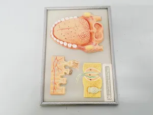 Philip Harris Human Anatomy Models for Educational and Medical Training, 9 of 13