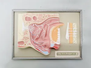 Philip Harris Human Anatomy Models for Educational and Medical Training, 10 of 13