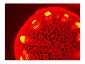 Nikon Eclipse Ti-E Inverted LED Fluorescence Motorized DIC Microscope with Motorized XY Stage, 13 of 19