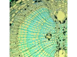 Thermo Scientific CellInsight CX7 HCS Automated High Content Screening Microscope System, 6 of 23