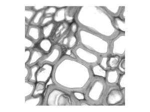 Nikon Ti2-E PFS N-SIM Super-Resolution Inverted Motorized Microscope with Dual Fluorescence Illumination, 37 of 63