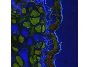 Leica DMi8 Stellaris 5 Confocal Laser Scanning Fluorescence Microscope System with Adaptive Focus Control Module, 21 of 44
