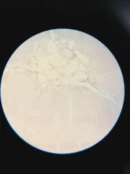 Nikon Inverted Microscope for Advanced Cell Imaging and Fluorescence Analysis, 37 of 37