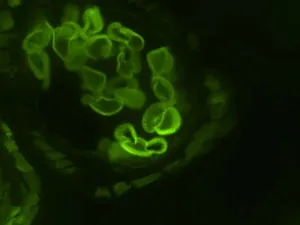Thermo Scientific CellInsight CX7 LZR High-Content Confocal Analysis Platform with Orbitor RS2 Microplate Mover and Pred Pro, 5 of 24
