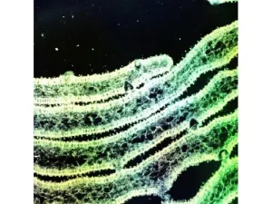 Thermo Scientific CellInsight CX7 LZR Pro High Content Confocal Analysis Platform, 13 of 24