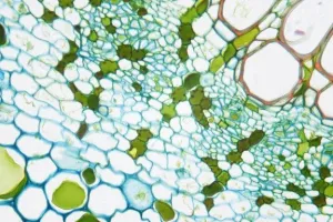 LW Scientific Infinity Plan 40x Microscope Objective for Infinity i4, 3 of 4