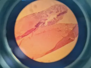 Prior PL012 Binocular Microscope with 4 Objectives, 10 of 16