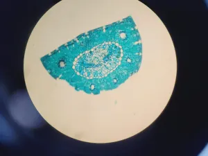 Zeiss PALM Microbeam System with Observer.Z1 Microscope and XL-PALM Incubator, 6 of 102
