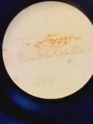 Zeiss Axiophot Fluorescence Microscope, 22 of 29
