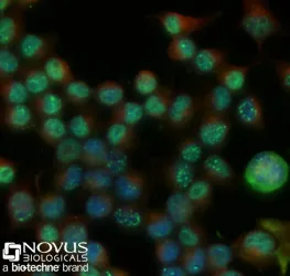 Novus Biologicals NB100-304, 2 of 3