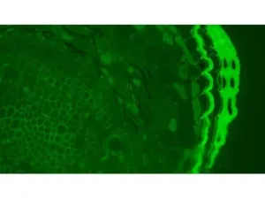 Olympus BX63 Upright Fluorescence Motorized Microscope BX63F with New Fluorescence Filters, 23 of 61