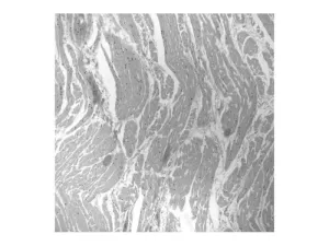 Andor Zyla 4.2 PLUS High-Performance sCMOS Microscope Camera for Advanced Imaging, 3 of 12